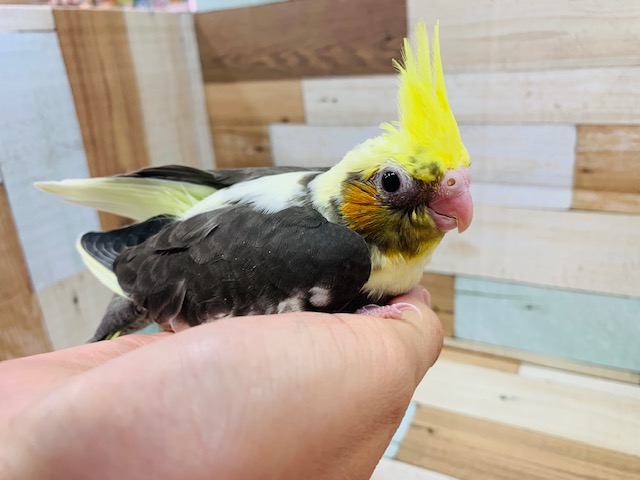 オカメインコ