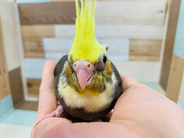 オカメインコ