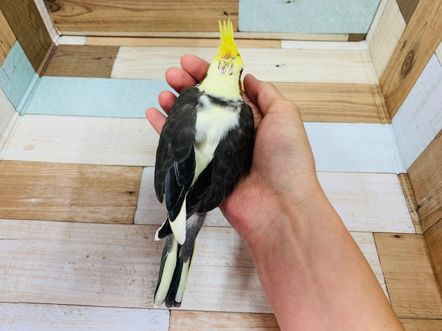 オカメインコ