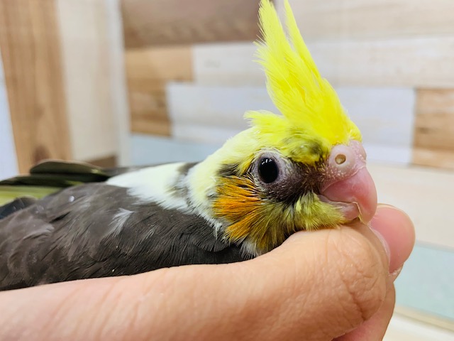 オカメインコ