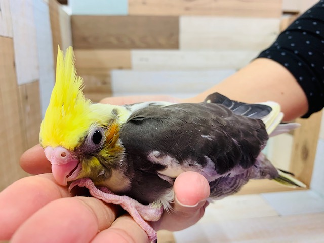 まだ怪獣の鳴き声♪オカメインコ(パイド)さん! オカメインコ