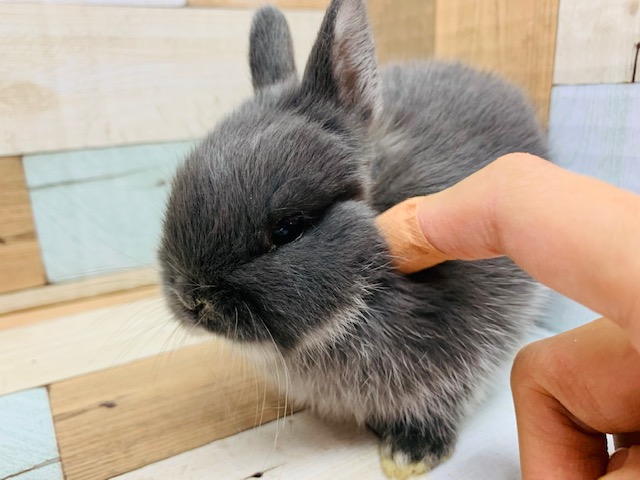 ネザーランドドワーフ