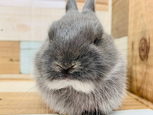 ネザーランドドワーフ