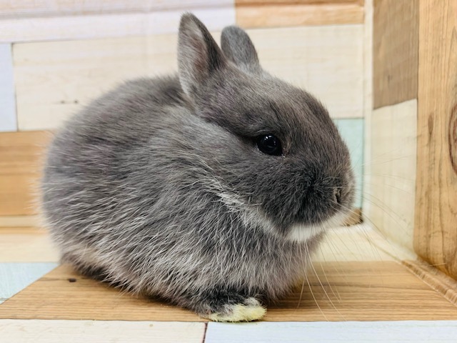 ネザーランドドワーフ