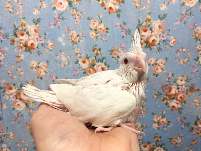 オカメインコ