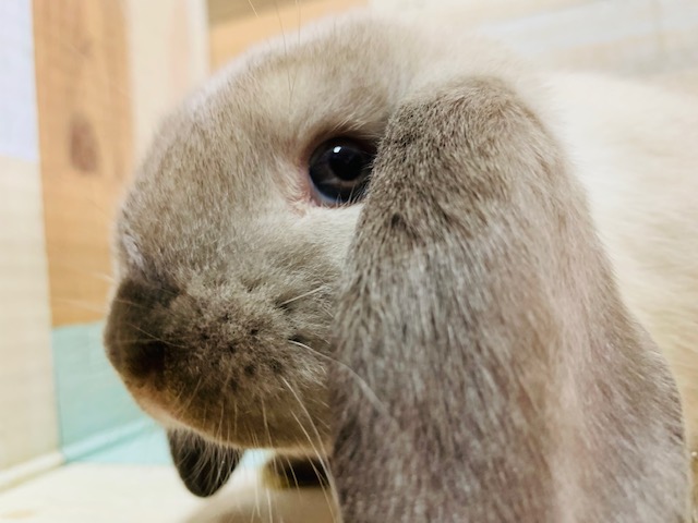 ホーランドロップ