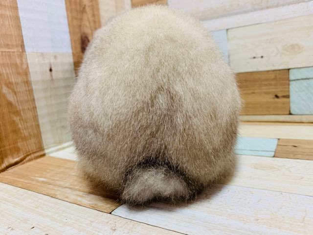 ホーランドロップ