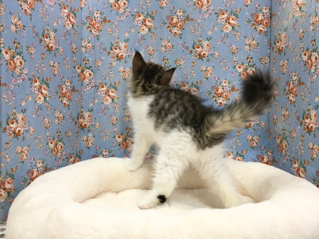 ノルウェージャンフォレストキャット