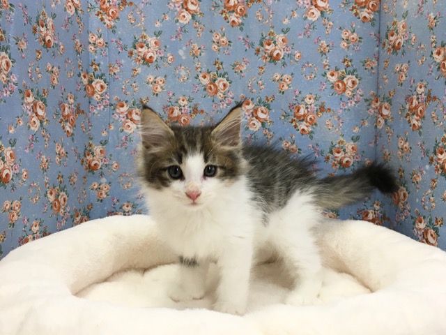 ノルウェージャンフォレストキャット