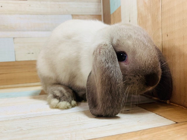 ホーランドロップ