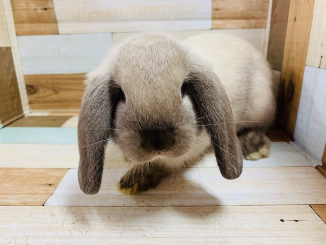 ホーランドロップ