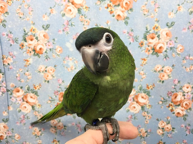 コミドリコンゴウインコ