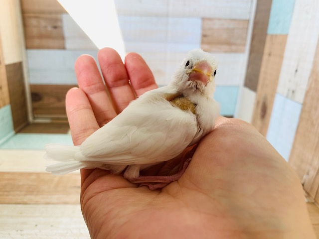 白文鳥