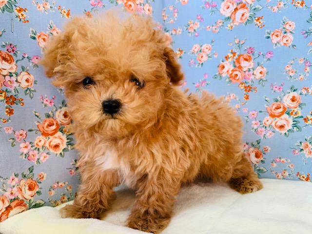 カットしました!マルプーくん♪犬舎デビュー☆ マルプー