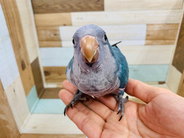 オキナインコ
