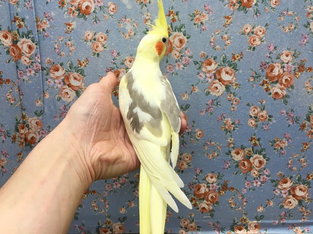 オカメインコ