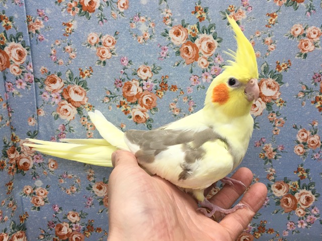オカメインコ