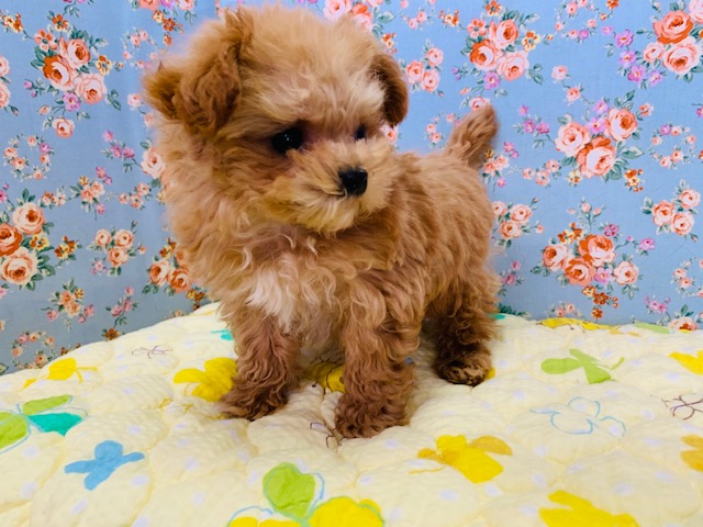 カットしました!マルプーくん♪犬舎デビュー☆ マルプー