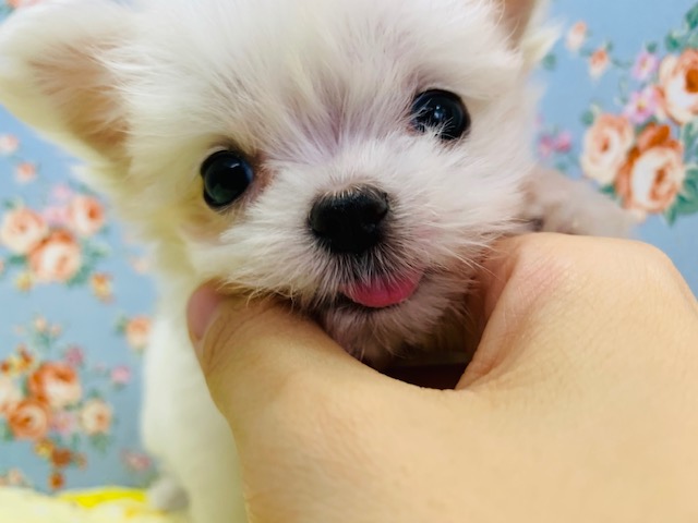 チワマル（マルチワ）