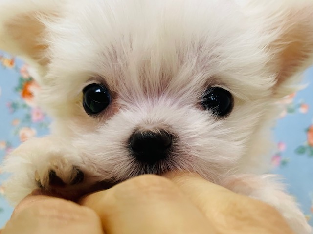 チワマル（マルチワ）