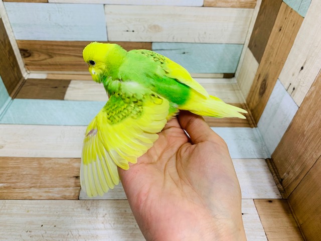 セキセイインコ