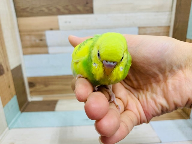 セキセイインコ