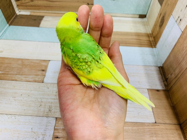 セキセイインコ