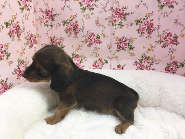 ミニチュアダックス