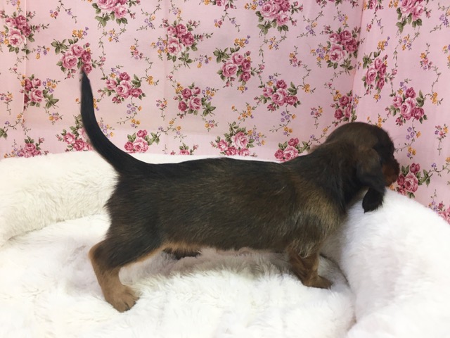 ミニチュアダックス