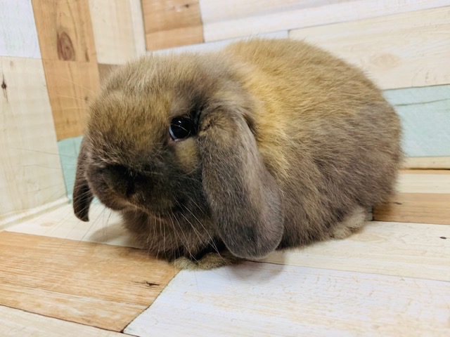 ホーランドロップ