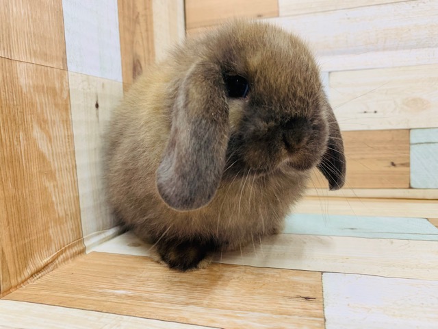 ホーランドロップ