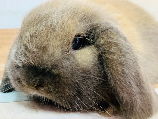 ホーランドロップ