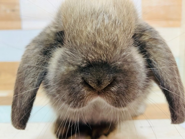 ホーランドロップ