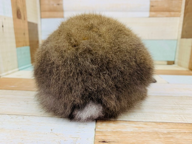 ホーランドロップ