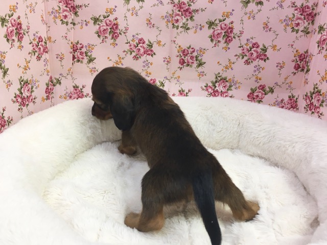 ミニチュアダックス