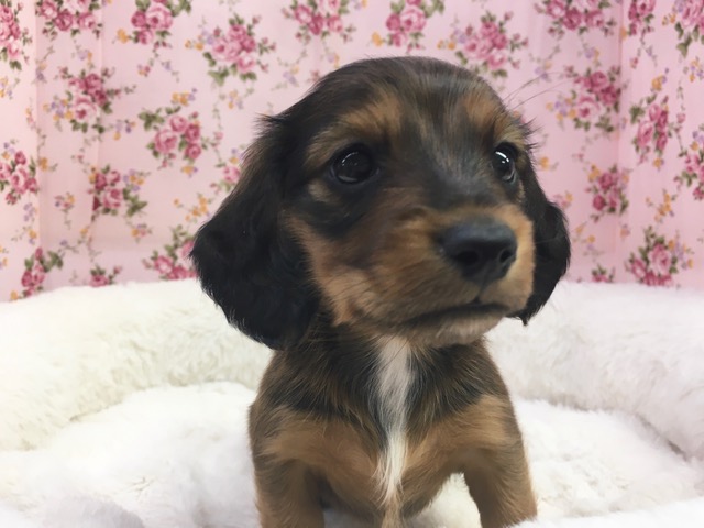 ミニチュアダックス