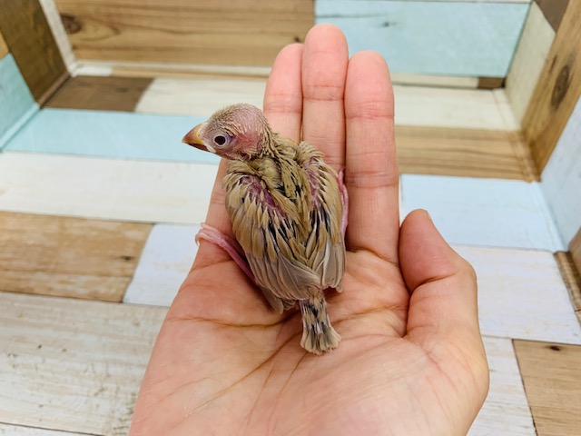 ひなひなのシナモン文鳥さんいます! シナモン文鳥