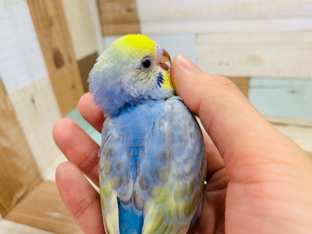 セキセイインコ
