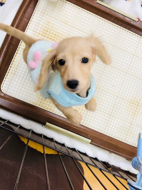 カニンヘンダックス