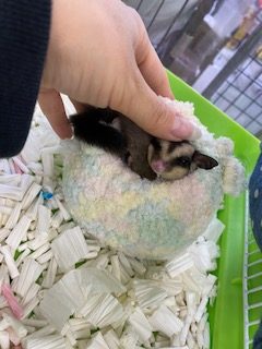 フクロモモンガ