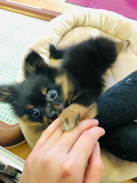 ポメチー（ポメチワ）