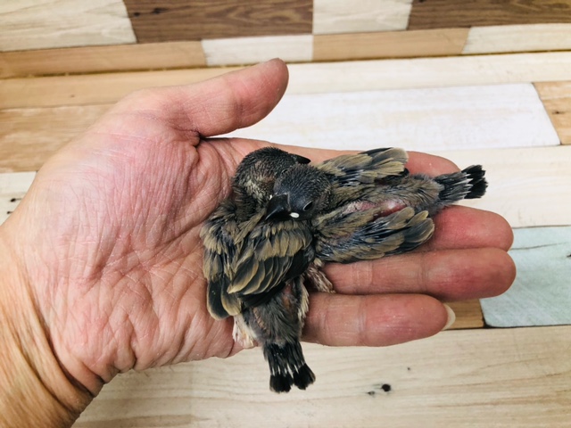 最新ホヤホヤ画像!! 桜文鳥 ヒナ 2羽います。💛 桜文鳥