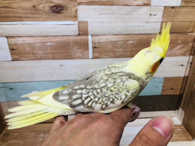 オカメインコ