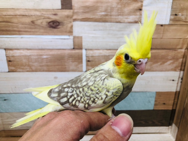 オカメインコ