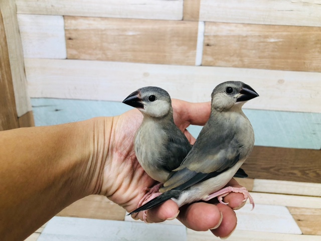 最新ホヤホヤ画像!! 桜文鳥 ヒナ 2羽います。💛 桜文鳥