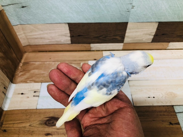 セキセイインコ