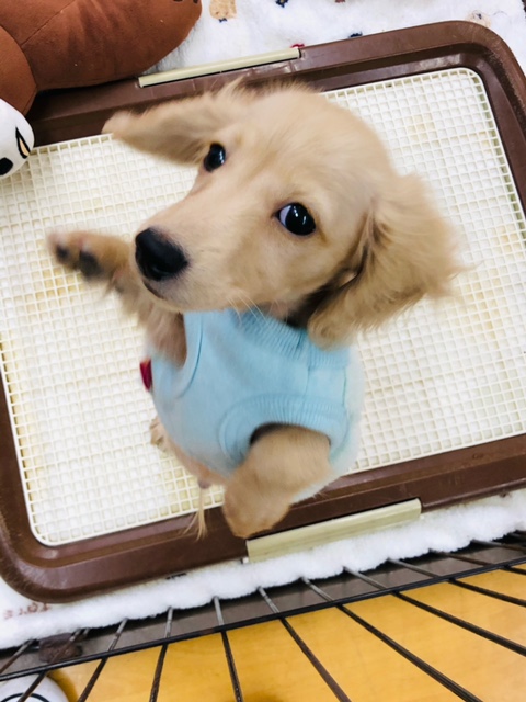 カニンヘンダックス