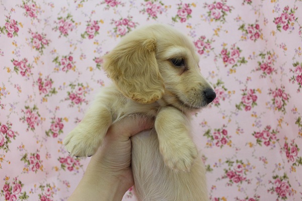 ミニチュアダックス