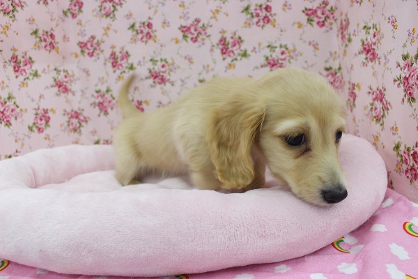 ミニチュアダックス