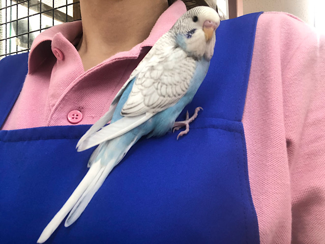 ジャンボセキセイインコ